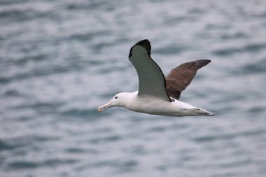 Kuzey Kraliyet Albatross uçuş, Taiaroa Başkanı, Otago Yarımadası, Yeni Zelanda. Taiaroa Head 'deki Albatross kolonisi, ikamet edilen bir anakara üzerindeki tek koloni.