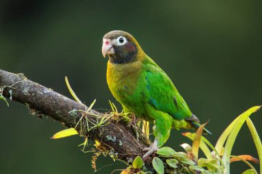 Bir ağaç dalında oturan kahverengi başlıklı papağan (Pyrilia hematotis)