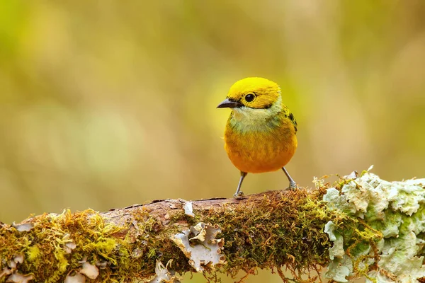Kosta Rika 'da bir dalda oturan gümüş boğazlı tanager (Tangara icterocephala)