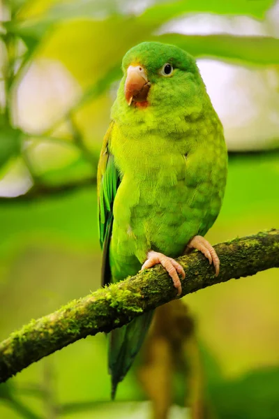 Periquito Bico Laranja Brotogeris Jugularis Sentado Uma Árvore Costa Rica — Fotografia de Stock