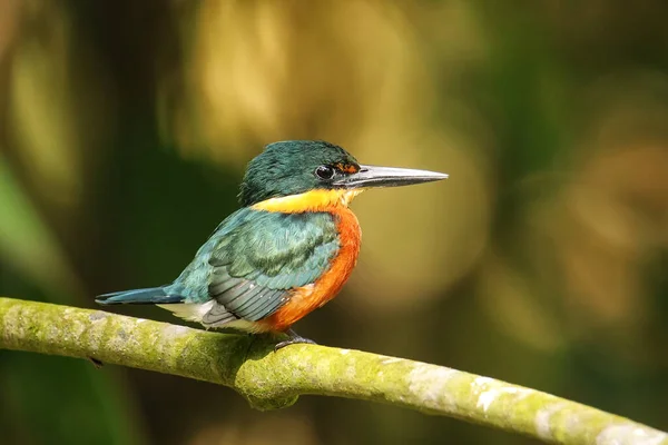 Amerikan Pigme Kingfisher Kloroceryle Aenea Kosta Rika Bir Çubuğa Tünemiştir — Stok fotoğraf