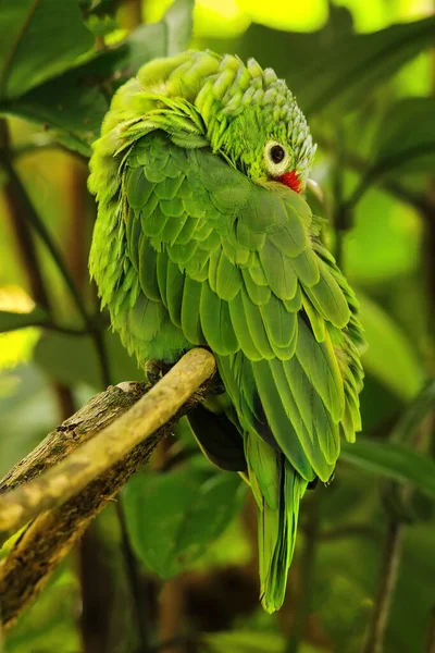 Pappagallo Rosso Amazona Autumnalis Seduto Albero Costa Rica — Foto Stock