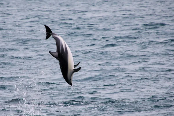 Sötét Delfin Leaing Víz Közelében Kaikoura Zéland Kaikoura Egy Népszerű — Stock Fotó