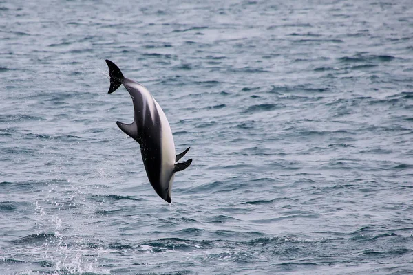 Dusky Dolphin Leaing Out Water Kaikoura New Zealand Kaikoura Popular — Stock Photo, Image