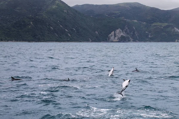 Delfines Oscuros Nadando Frente Costa Kaikoura Nueva Zelanda Kaikoura Destino — Foto de Stock