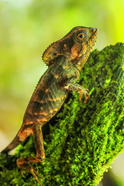 Dişi Yumuşak Başlıklı Iguana Corytophanes Cristatus Bir Kütük Üzerinde Oturuyor — Stok fotoğraf