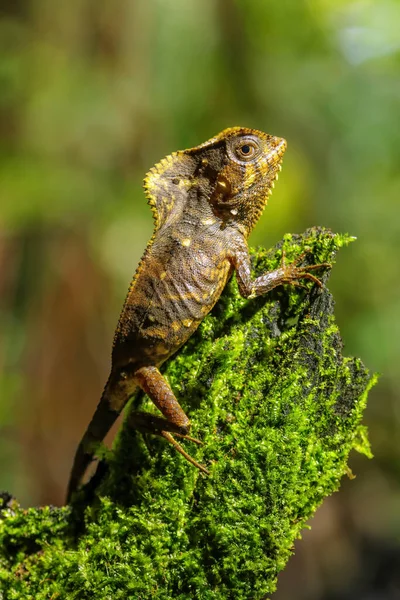 Feminino Liso Iguana Capacete Corytophanes Cristatus Sentado Toco Costa Rica — Fotografia de Stock