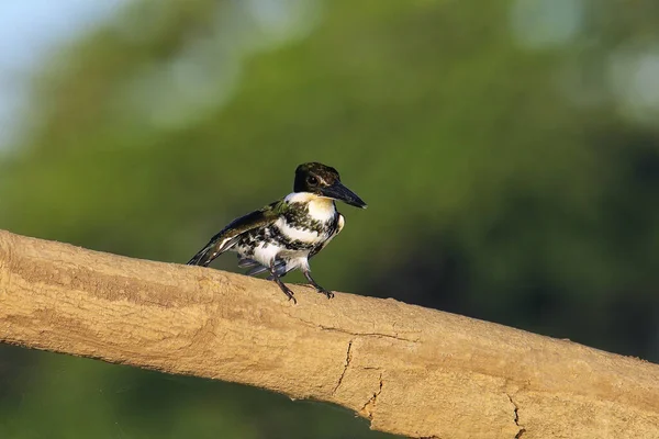 Female Green Kingfisher Chloroceryle Americana Perched Tree Costa Rica — Stock Photo, Image