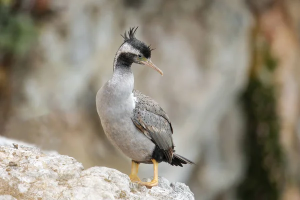 Spotted Shag Phalacrocorax Punctatus Taiaroa Head Semenanjung Otago Selandia Baru — Stok Foto