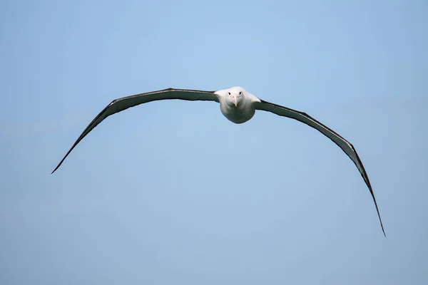 Nördlicher Königlicher Albatros Flug Taiaroa Kopf Otago Halbinsel Neuseeland Die — Stockfoto