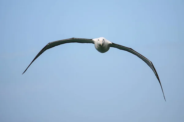 Północny Albatross Królewski Locie Taiaroa Head Półwysep Otago Nowa Zelandia — Zdjęcie stockowe