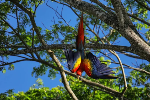 Kosta Rika Bir Ağaçta Scarlet Macaw Ara Macao — Stok fotoğraf