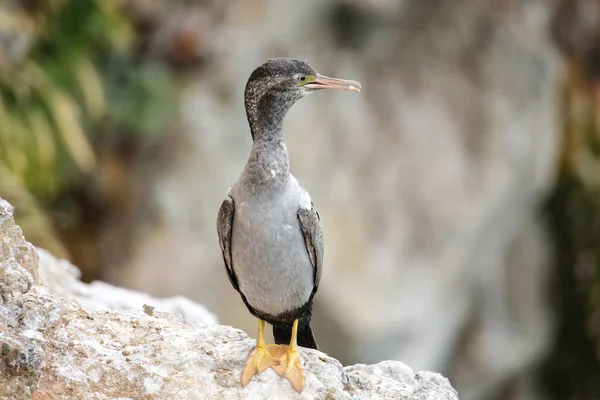 Spotted Shag Phalacrocorax Punctatus Taiaroa Head Semenanjung Otago Selandia Baru — Stok Foto