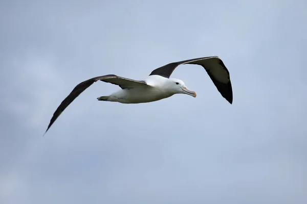 Albatros Reales Del Norte Vuelo Taiaroa Head Península Otago Nueva —  Fotos de Stock