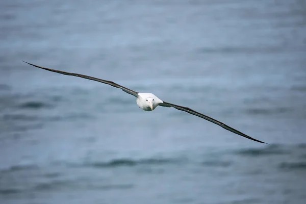 Kuzey Kraliyet Albatross Uçuş Taiaroa Başkanı Otago Yarımadası Yeni Zelanda — Stok fotoğraf