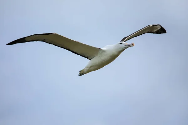 Albatros Reale Settentrionale Volo Taiaroa Head Penisola Otago Nuova Zelanda — Foto Stock