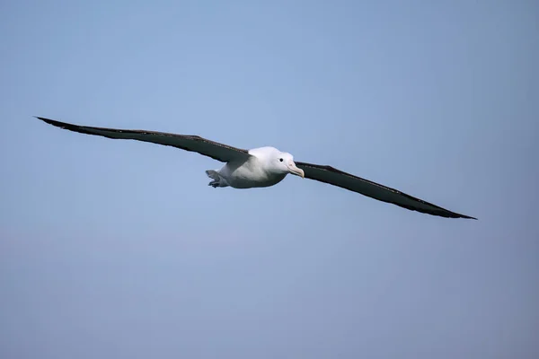 Northern Royal Albatross Flight Taiaroa Head Otago Peninsula Nova Zelândia — Fotografia de Stock