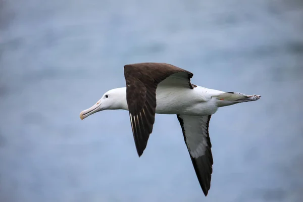 Northern Royal Albatross Flight Taiaroa Head Otago Peninsula Nova Zelândia — Fotografia de Stock