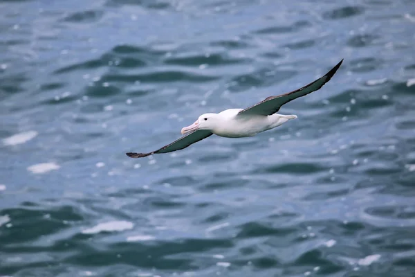 Північний Королівський Альбатрос Польоті Голова Taiaroa Otago Півострів Нова Зеландія — стокове фото