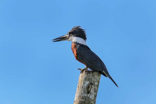 Ringed Kingfisher Megaceryle Torquata Sitting Wooden Pole Costa Rica — Stock Photo, Image