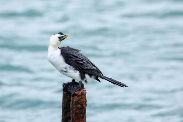 Pequeño Polvo Microcarbo Melanoleucos Sentado Poste Metal Península Otago Isla — Foto de Stock