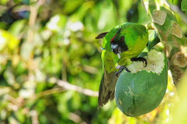 Ouvea Parakeet Eunymphicus Uvaeensis Eating Papaya Ouvea Island Loyalty Islands — Stock Photo, Image