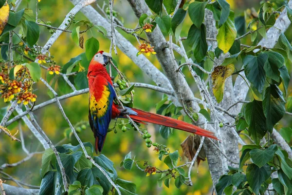 Kosta Rika Bir Ağaçta Meyve Yiyen Kırmızı Makao Ara Macao — Stok fotoğraf