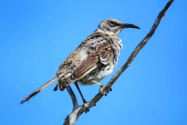 Motorháztető Mockingbird Mimus Macdonaldi Néven Tartották Számon Espanola Szigeten Galapagos — Stock Fotó