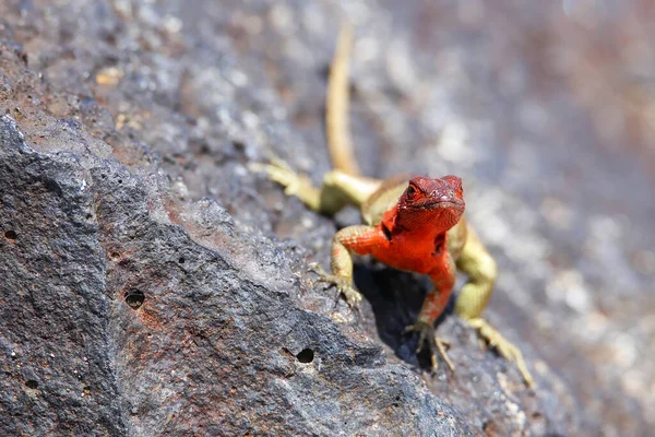 エスパニョーラ島 エクアドル ガラパゴス国立公園で 女性フード溶岩トカゲ Microlophus Delanonis それはエスパニョーラ島にのみあります — ストック写真