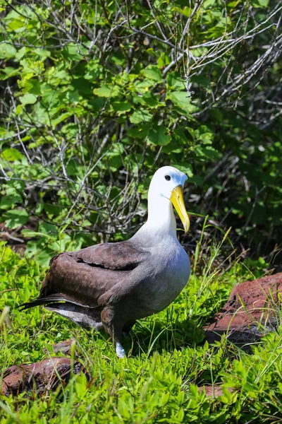 Albatros Ondeados Phoebastria Irrorata Isla Española Parque Nacional Galápagos Ecuador — Foto de Stock