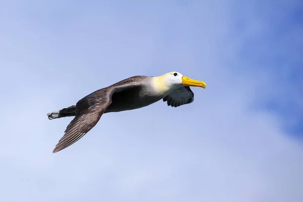 Albatroz Ondulado Phoebastria Irrorata Voo Ilha Espanola Parque Nacional Galápagos — Fotografia de Stock