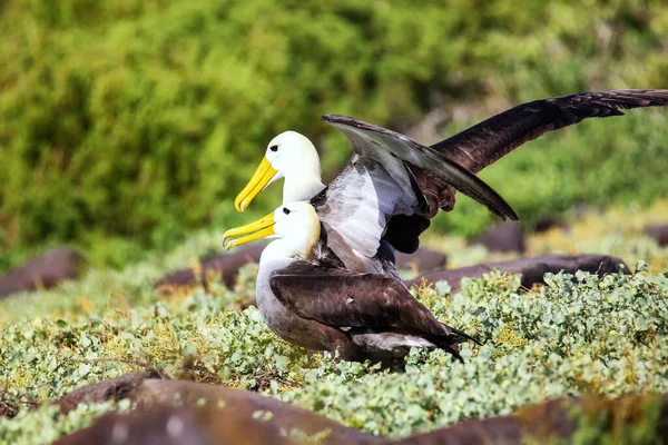 Hullámzó Albatroszok Udvarlási Rituálét Tartanak Espanola Szigeten Galapagos Nemzeti Parkban — Stock Fotó