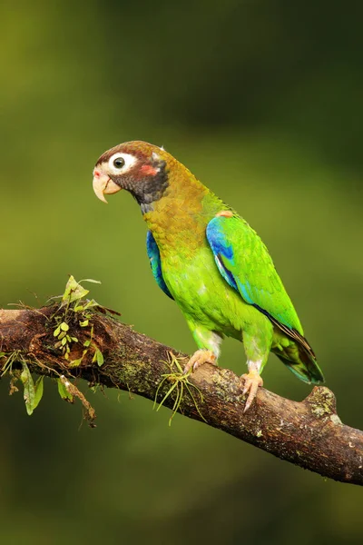 Brown Hooded Parrot Pyrilia Haematotis Sitting Tree Branch — Stock Photo, Image