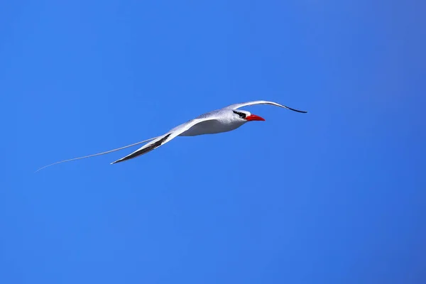 Červená Účtoval Tropicbird Phaethon Aethereus Letu Espanola Island Národního Parku — Stock fotografie
