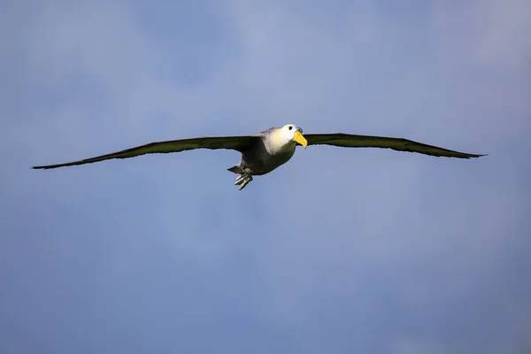 Waved Albatross Phoebastria Irrorata Flight Espanola Island Galapagos National Park — Stock Photo, Image