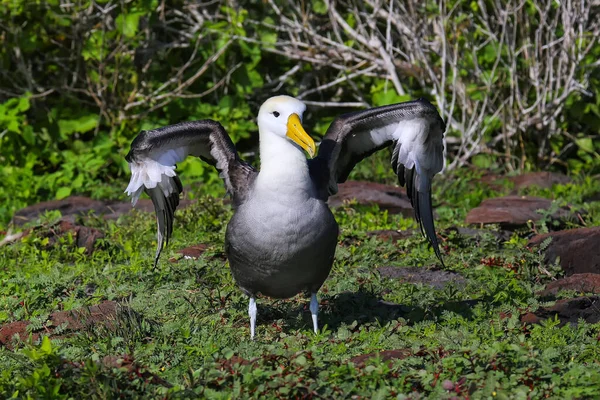 Waved Albatross Spreading Its Wings Espanola Island Galapagos National Park — Stock Photo, Image