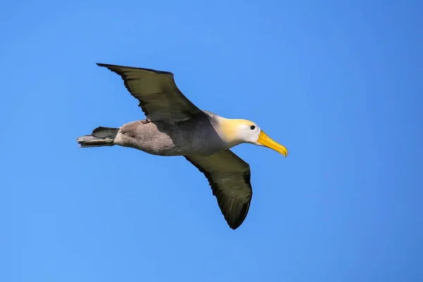 Winkende Albatrosse Phoebastria Irrorata Flug Auf Der Espanola Insel Galapagos — Stockfoto