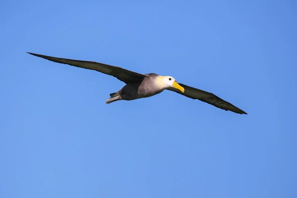 Waved Albatross Phoebastria Irrorata Flight Espanola Island Galapagos National Park — Stock Photo, Image