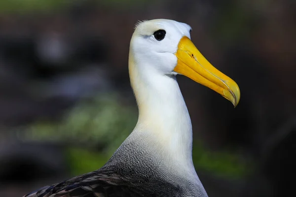Portré Waved Albatrosz Phoebastria Irrorata Espanola Szigeten Galapagos Nemzeti Park — Stock Fotó