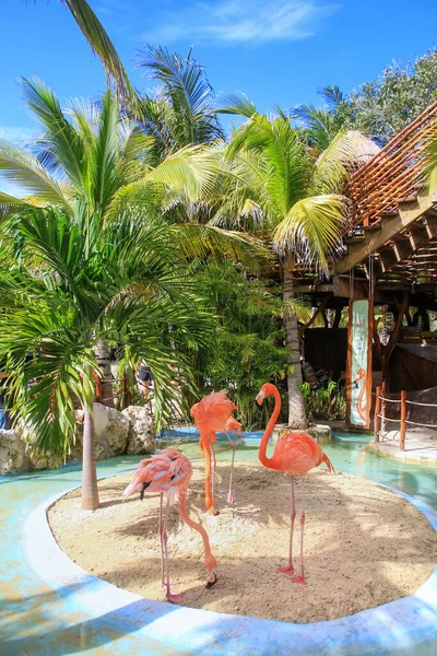 American flamingos in a small enclosure at Costa Maya cruise ship terminal, Mahahual, Mexico