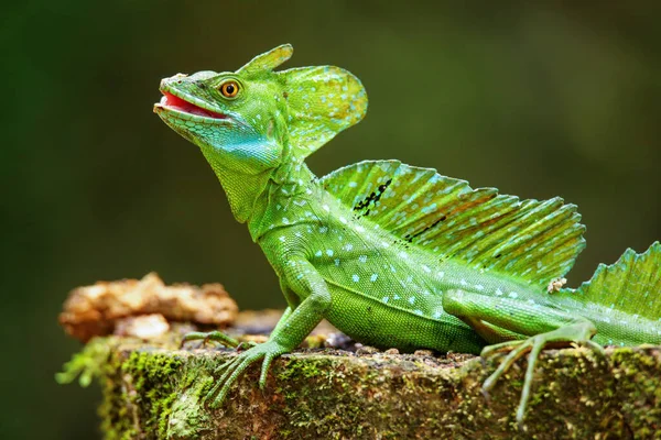 Basílio Macho Plumado Basiliscus Plumifrons Sentado Sobre Toco — Fotografia de Stock