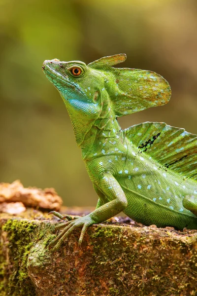 Mężczyzna Śliwki Bazyliszek Basiliscus Plumifrons Siedzi Kikucie Kostaryka — Zdjęcie stockowe