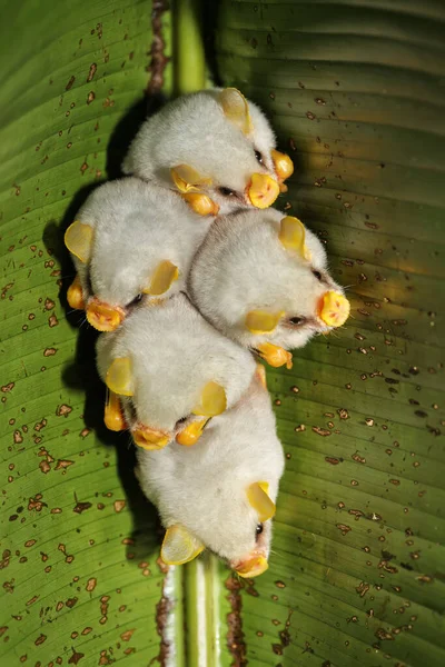 Αποικία Ρίζας Των Λευκών Νυχτερίδων Της Ονδούρας Ectophylla Alba Κόστα — Φωτογραφία Αρχείου