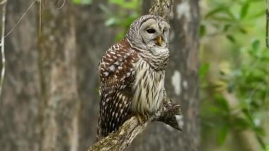 Parmaklıklı baykuş (Strix varia) ötüyor. Çubuklu baykuş, kendine özgü çağrısıyla en çok baykuş olarak bilinir.