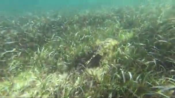 Stingray Jaune Urobatis Jamaicensis Camouflé Dans Herbe Marine Costa Maya — Video