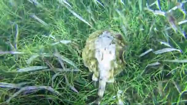 Желтый Скат Urobatis Jamaicensis Замаскированный Морской Траве Коста Майя Мексика — стоковое видео