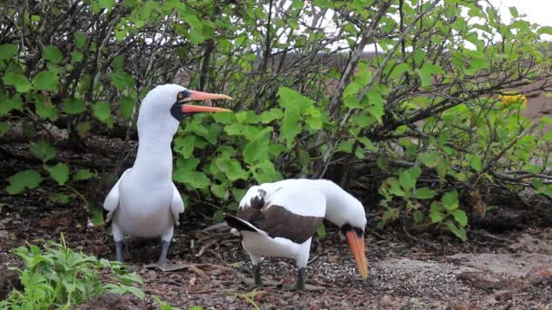 Nazca Cycuszki Wykonujące Rytuał Godowy Wyspa Genovesa Park Narodowy Galapagos — Wideo stockowe