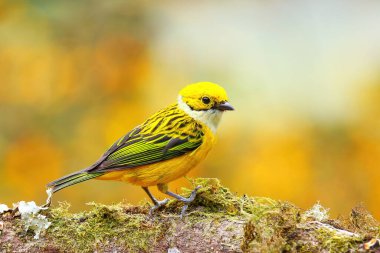 Kosta Rika 'da bir dalda oturan gümüş boğazlı tanager (Tangara icterocephala)