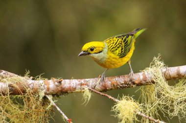 Kosta Rika 'da bir dalda oturan gümüş boğazlı tanager (Tangara icterocephala)