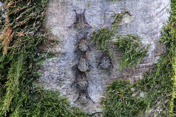 Colonia Murciélagos Proboscis Rhynchonycteris Naso Árbol — Foto de Stock